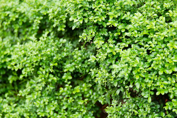 Obraz premium Beautiful green leaves leaf background.