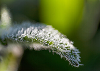 abstract ice, water and plant fragments, cold frosty morning in spring, flower fragments, selective focus