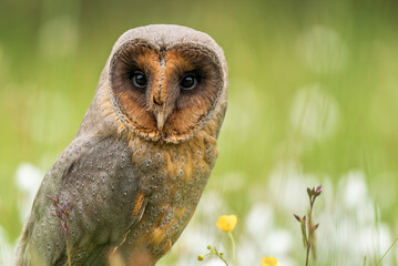 The barn owl sits on a meadow full of flowers