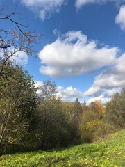 Obraz premium landscape with trees