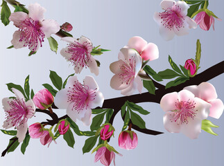 spring tree pink blossom on light background