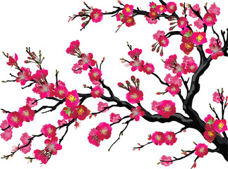 spring tree dark pink blossom isolated on white background