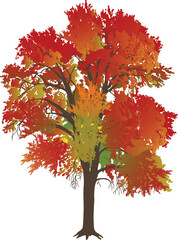 bright red fall tree isolated on white background