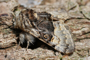 Closeup on a hairy European Nut-tree Tussock moth, Colocasia coryli sitting on wood