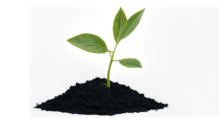 young plant growing from black soil cutout transparent png isolated on white