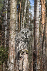 A large grey owl (Strix nebulosa) sits on a tree in the forest