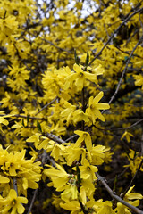 Forsythia flowers blooming in spring