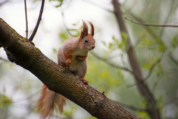 red squirrel on a tree bark 