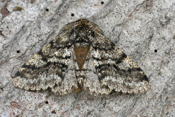 Closeup on the European Brindled Beauty moth, Lycia hirtaria sitting on wood