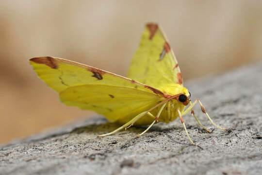 Closeup on the colorful European yellow Brimstone Moth geometer moth, Opisthograptis luteolat sitting on wood