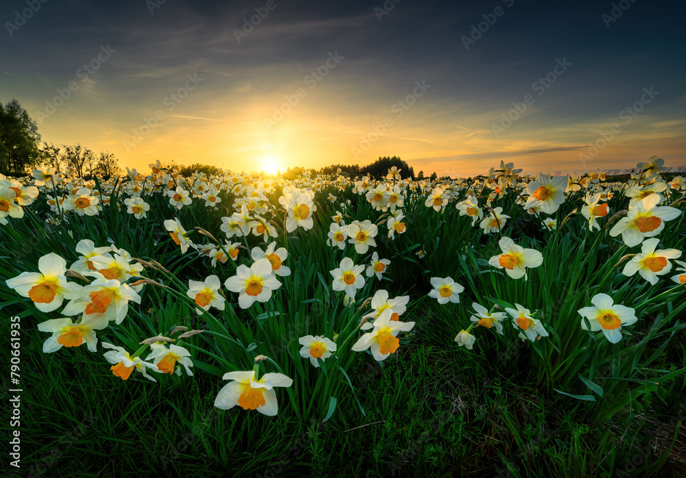 Poster Beautiful sunset over field of narcissus flowers