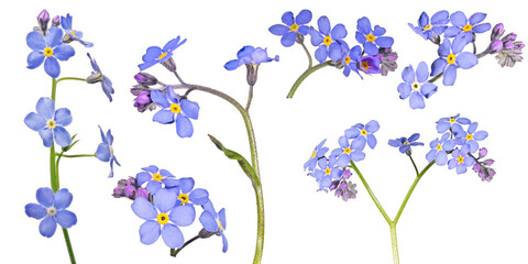 blue forget-me-not blooms on stem six flowers