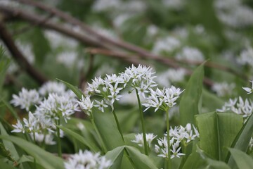 blooming Wild garlic