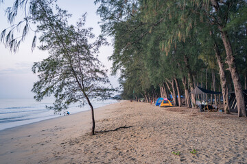 Camping tent on sand under tree pine in the morning, Outdoor lifestyle concept.