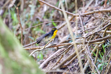 渓流で水浴びをする可愛いキビタキ（ヒタキ科）。

日本国神奈川県相模原市、早戸川林道にて。
2024年4月撮影。

A lovely Narcissus Flycatcher, (Ficedula narcissina, family Cyanopterygidae) bathing in a mountain stream.

At Hayatogawa forest road, Sagamih