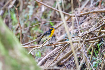 渓流で水浴びをする可愛いキビタキ（ヒタキ科）。

日本国神奈川県相模原市、早戸川林道にて。
2024年4月撮影。

A lovely Narcissus Flycatcher, (Ficedula narcissina, family Cyanopterygidae) bathing in a mountain stream.

At Hayatogawa forest road, Sagamih