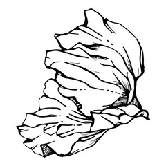 Vector set of elements with hand drawn peony poppy flowers. Isolated on white background. Botanical graphic illustration. Design for invitations, wedding, love or greeting cards, paper, print, textile