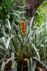 Obraz premium Bromeliad with an orange flower stem