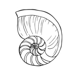 Hand drawn sea shells vector sketch