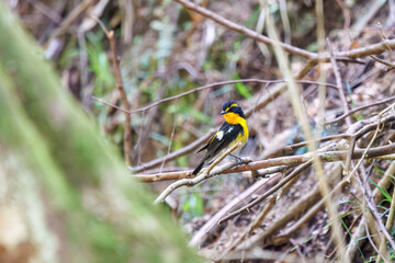 渓流で水浴びをする可愛いキビタキ（ヒタキ科）。

日本国神奈川県相模原市、早戸川林道にて。
2024年4月撮影。

A lovely Narcissus Flycatcher, (Ficedula narcissina, family Cyanopterygidae) bathing in a mountain stream.

At Hayatogawa forest road, Sagamih
