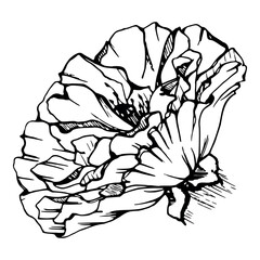 Vector set of elements with hand drawn peony poppy flowers. Isolated on white background. Botanical graphic illustration. Design for invitations, wedding, love or greeting cards, paper, print, textile