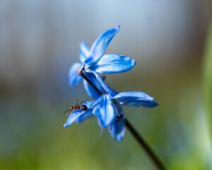One of the earliest blooming spring bulbs, Scilla siberica, in spring on a natural background - obrazy, fototapety, plakaty