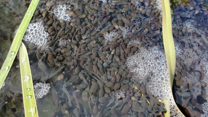 Swarming tadpoles in the pond. Rana temporaria aka European Common Frog babies.