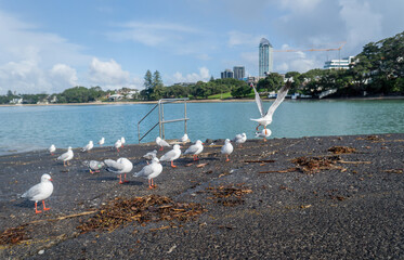 Seagulls on the boat ramp. Takapuna skyline in the distance. Takapuna Beach. Auckland. - 790665903