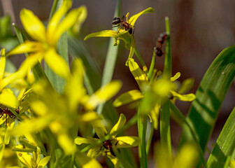 macro photography, flower fragment close-up, spring flower company