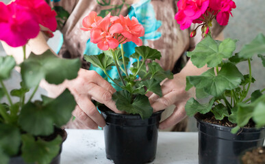 watering pelargonium-geranium flowers in a pot at home Floral decor. Spring flora. Caring for flowers.