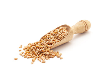 Front view of a wooden scoop filled with Organic Wheat Grains (Triticum) or caryopsis fruits. Isolated on a white background. - obrazy, fototapety, plakaty