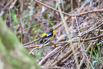 渓流で水浴びをする可愛いキビタキ（ヒタキ科）。

日本国神奈川県相模原市、早戸川林道にて。
2024年4月撮影。

A lovely Narcissus Flycatcher, (Ficedula narcissina, family Cyanopterygidae) bathing in a mountain stream.

At Hayatogawa forest road, Sagamih
