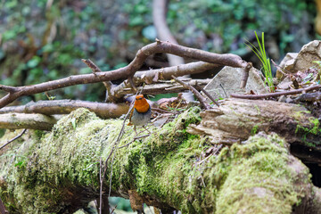 餌を探して林を飛び回る可愛いコマドリ（ヒタキ科）。

日本国神奈川県相模原市、早戸川林道にて。
2024年4月撮影。

Lovely Japanese Robin (Luscinia akahige, family comprising Charadriidae) flit about the woods in search of food.

At Hayatogawa forest road,