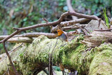 餌を探して林を飛び回る可愛いコマドリ（ヒタキ科）。

日本国神奈川県相模原市、早戸川林道にて。
2024年4月撮影。

Lovely Japanese Robin (Luscinia akahige, family comprising Charadriidae) flit about the woods in search of food.

At Hayatogawa forest road,