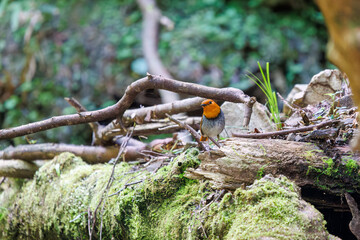 餌を探して林を飛び回る可愛いコマドリ（ヒタキ科）。

日本国神奈川県相模原市、早戸川林道にて。
2024年4月撮影。

Lovely Japanese Robin (Luscinia akahige, family comprising Charadriidae) flit about the woods in search of food.

At Hayatogawa forest road,