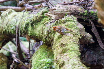 餌を探して林を飛び回る可愛いコマドリ（ヒタキ科）。

日本国神奈川県相模原市、早戸川林道にて。
2024年4月撮影。

Lovely Japanese Robin (Luscinia akahige, family comprising Charadriidae) flit about the woods in search of food.

At Hayatogawa forest road,