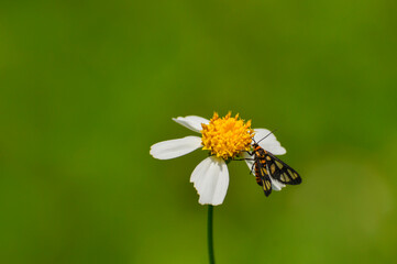 A tiger moth feeding on a white daisy flower.
