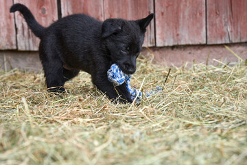 Beautiful German Shepherd puppies playing in their run on a sunny spring afternoon in Skaraborg Sweden