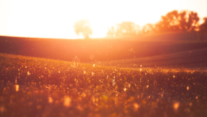 Landschaft Felder im warmem Gegenlicht des Sonnenuntergangs mit geschwungenen Linien in warmen rot...