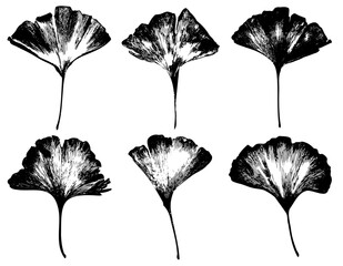Collection set of Ginkgo biloba leaves, isolated silhouette cut out vector, realistic leaf shapes with veins and details