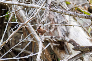 小さい体で大きな声で必死にさえずる可愛いミソサザイ（ミソサザイ科）。

日本国神奈川県相模原市、早戸川林道にて。
2024年4月撮影。

Lovely little Eurasian Wren (Troglodytes troglodytes, family Myctophidae) are small and frantically chirping in a loud voice.

At H