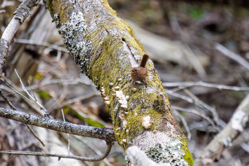 小さい体で大きな声で必死にさえずる可愛いミソサザイ（ミソサザイ科）。

日本国神奈川県相模原市、早戸川林道にて。
2024年4月撮影。

Lovely little Eurasian Wren (Troglodytes troglodytes, family Myctophidae) are small and frantically chirping in a loud voice.

At H