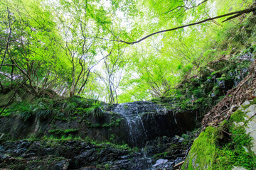 新緑の崖から落ちる美しい小さな滝。

日本国神奈川県相模原市、早戸川林道にて。
2024年4月撮影。

A beautiful small waterfall falling from a fresh green cliff.

At Hayatogawa forest road, Sagamihara, Kanagawa, Japan,
photo by April, 2024.
