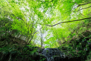 Obraz premium 新緑の崖から落ちる美しい小さな滝。日本国神奈川県相模原市、早戸川林道にて。 2024年4月撮影。A beautiful small waterfall falling from a fresh green cliff.At Hayatogawa forest road, Sagamihara, Kanagawa, Japan, photo by April, 2024. 