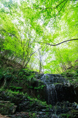 新緑の崖から落ちる美しい小さな滝。

日本国神奈川県相模原市、早戸川林道にて。
2024年4月撮影。

A beautiful small waterfall falling from a fresh green cliff.

At Hayatogawa forest road, Sagamihara, Kanagawa, Japan,
photo by April, 2024.
