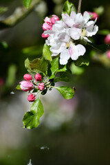 Gärten mit weißen und pinken Apfel Blüten im Frühling für Gärtnereien und Floristen in Deutschland mit schönem Freiraum im Hintergrund