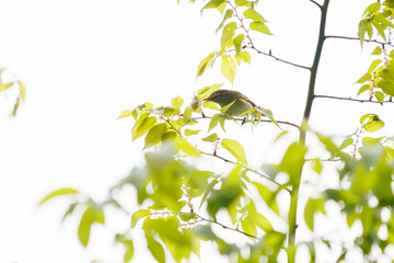 飛翔する可愛いセンダイムシクイ（ムシクイ科）。

日本国神奈川県相模原市、早戸川林道にて。
2024年4月撮影。

Lovely Eastern Crowned Warbler (Phylloscopus coronatus, family comprising Warbler) in flight.

At Hayatogawa forest road, Sagamihara, Kanagawa