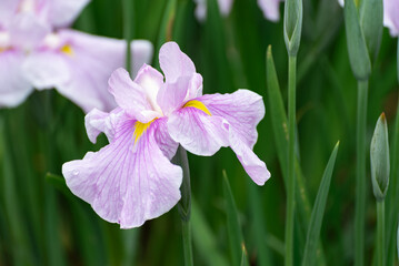 綺麗に咲いたピンクの花菖蒲