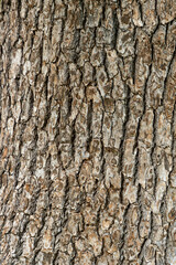 ひび割れた古い木の幹の背景