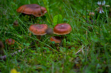 mushroom in the forest